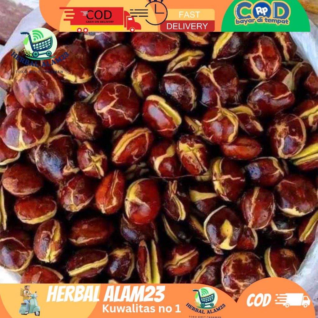 

Jengkol Tua Gede Super 1Kg Sortiran Besar