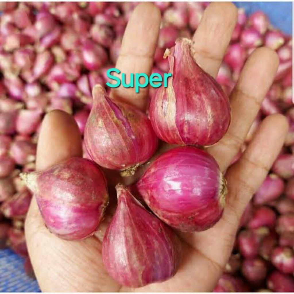

Basang merah asli brebes " Super