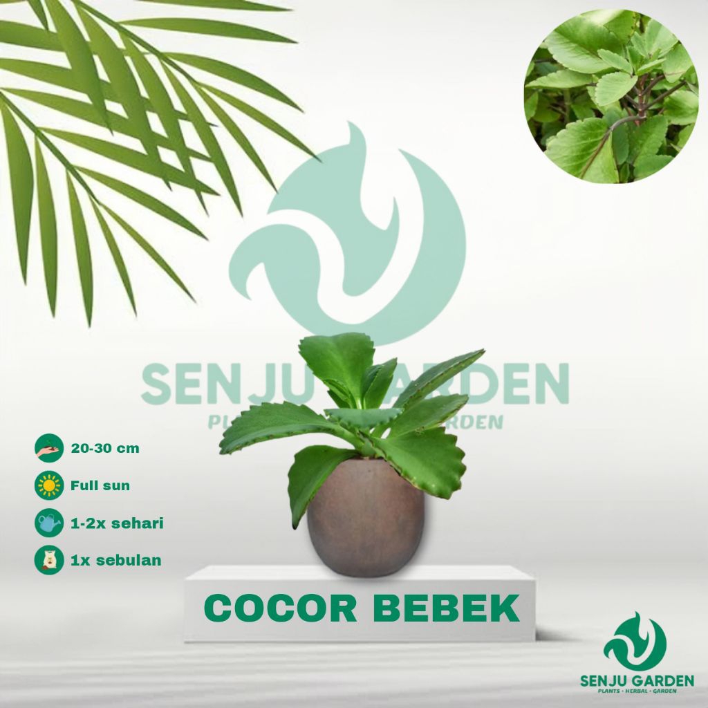 TANAMAN HERBAL COCOR BEBEK/ bibit tanaman herbal cocor bebek