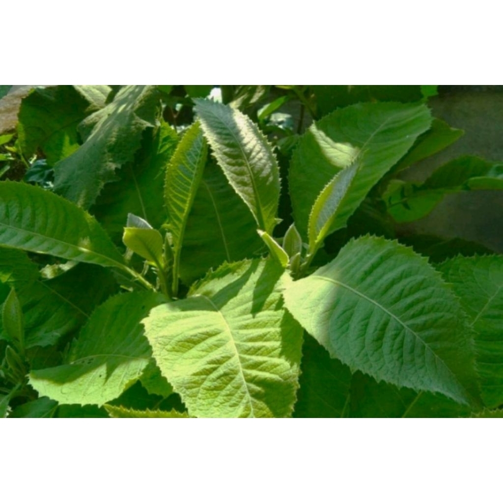 

daun sembung segar 100gram,daun seribu manfaat,daun herbal