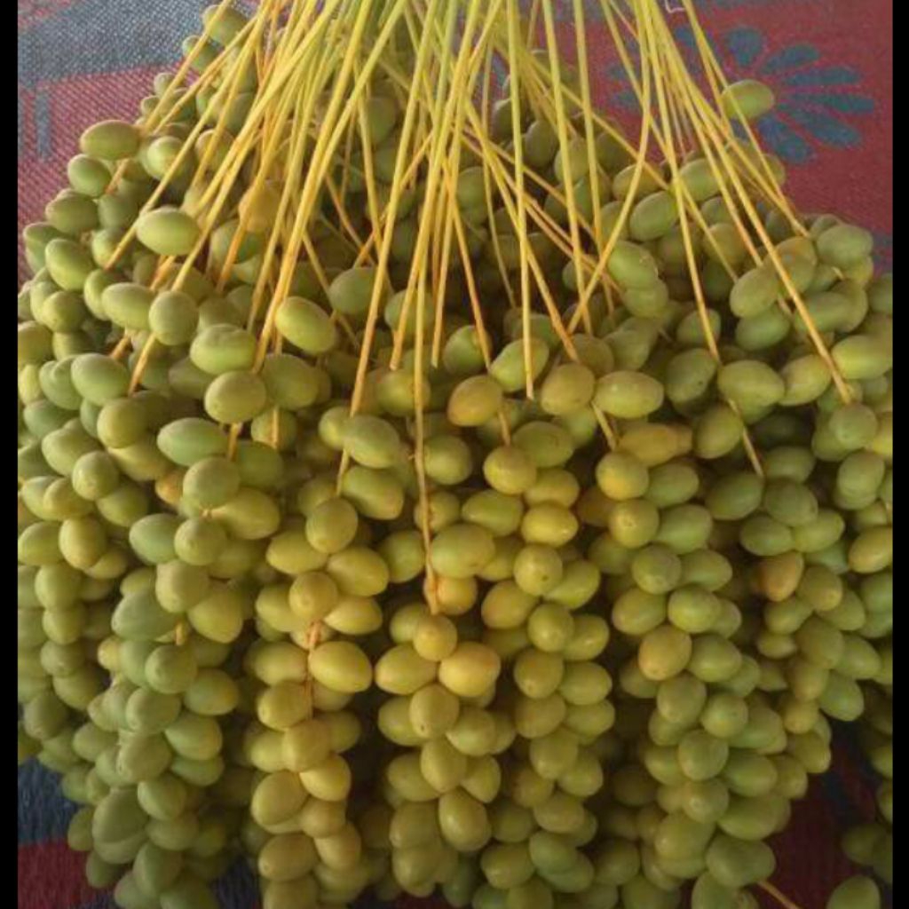 

Kurma muda fresh bukan beku per 250gr