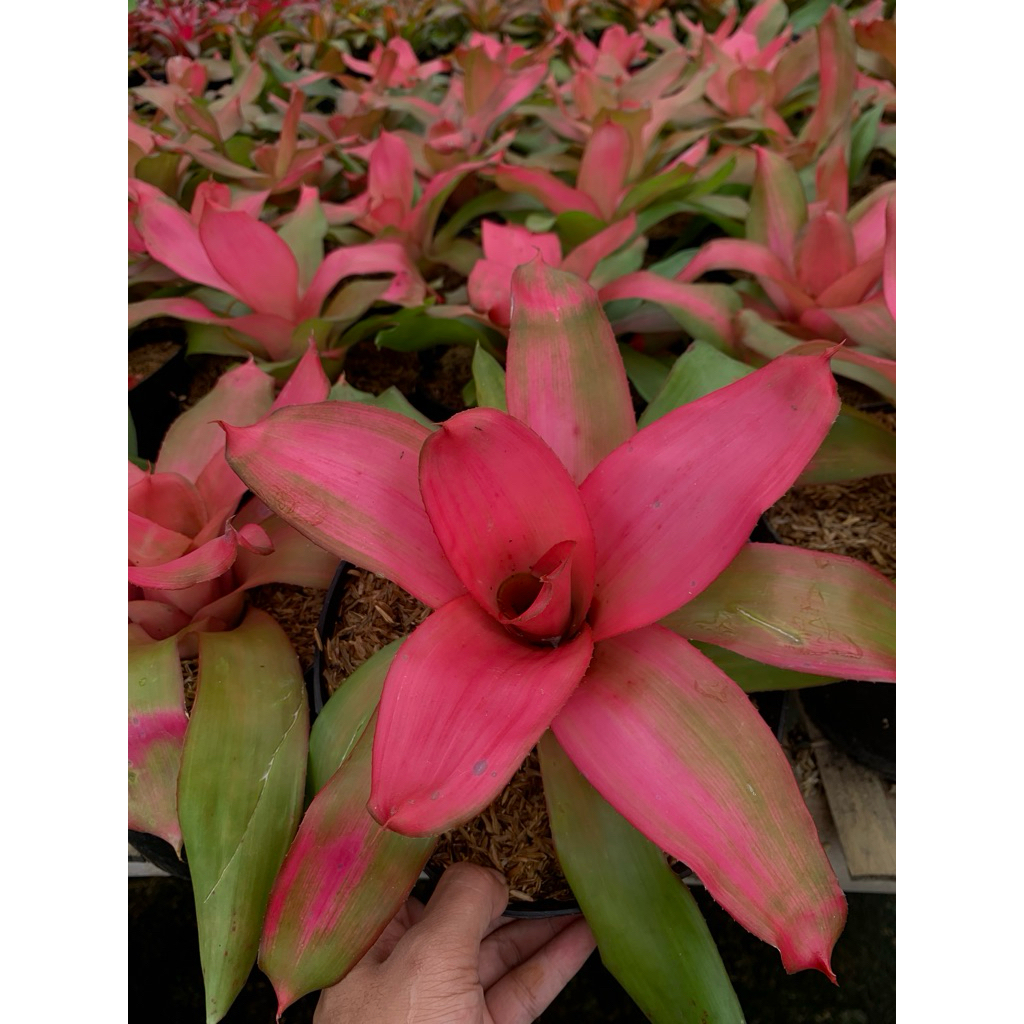 Tanaman hias bromelia pink lady
