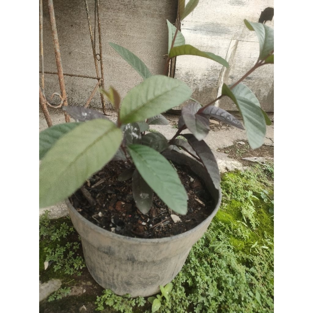 Pohon Jambu Kristal Merah Australia