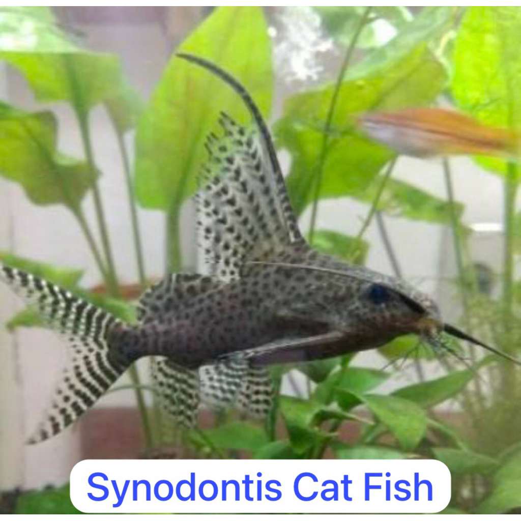 

Synodontis sinodentis size 8-12 cm