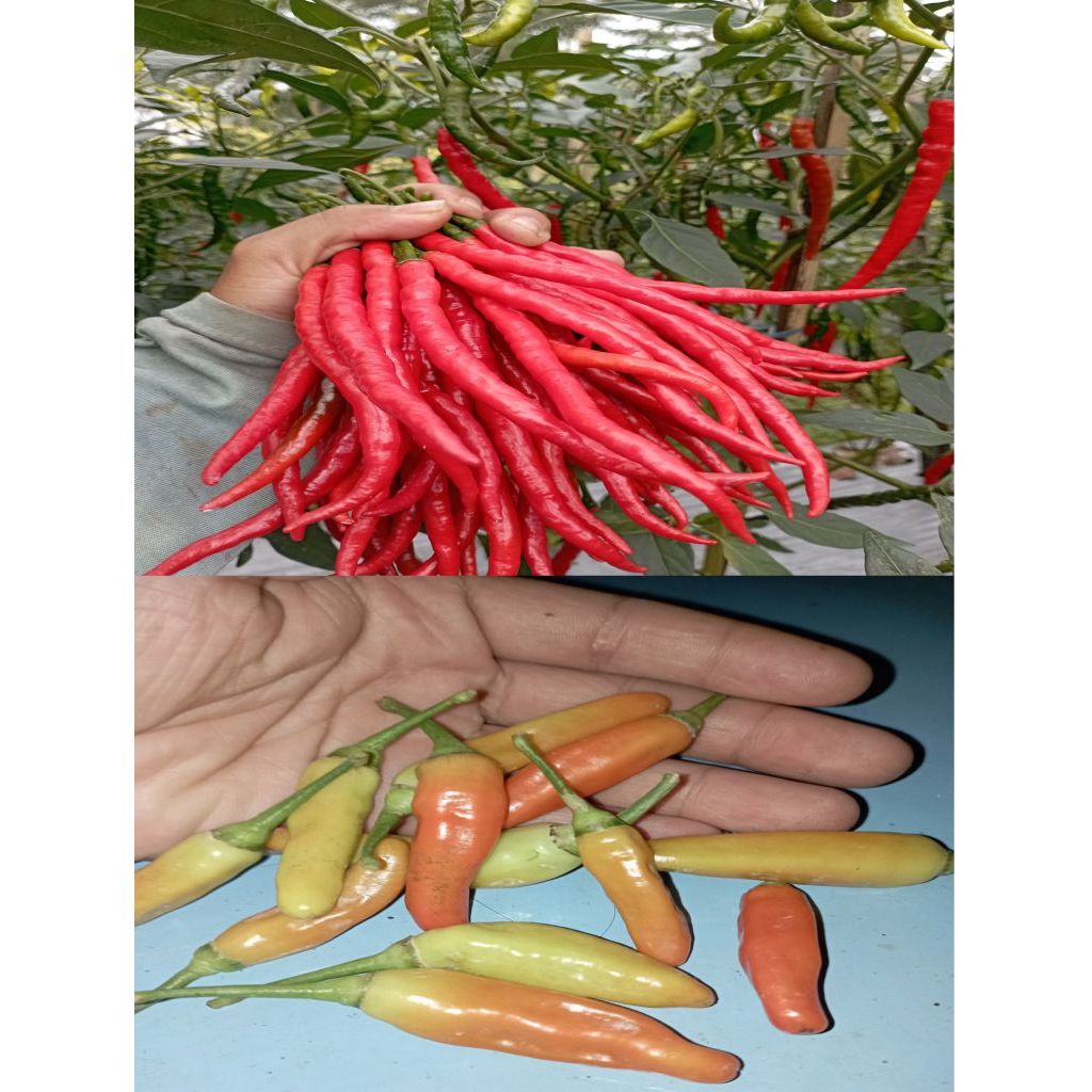

Paket 1kg Cabai Merah Kriting & Cabai Rawit Merah Di Jamin Segar