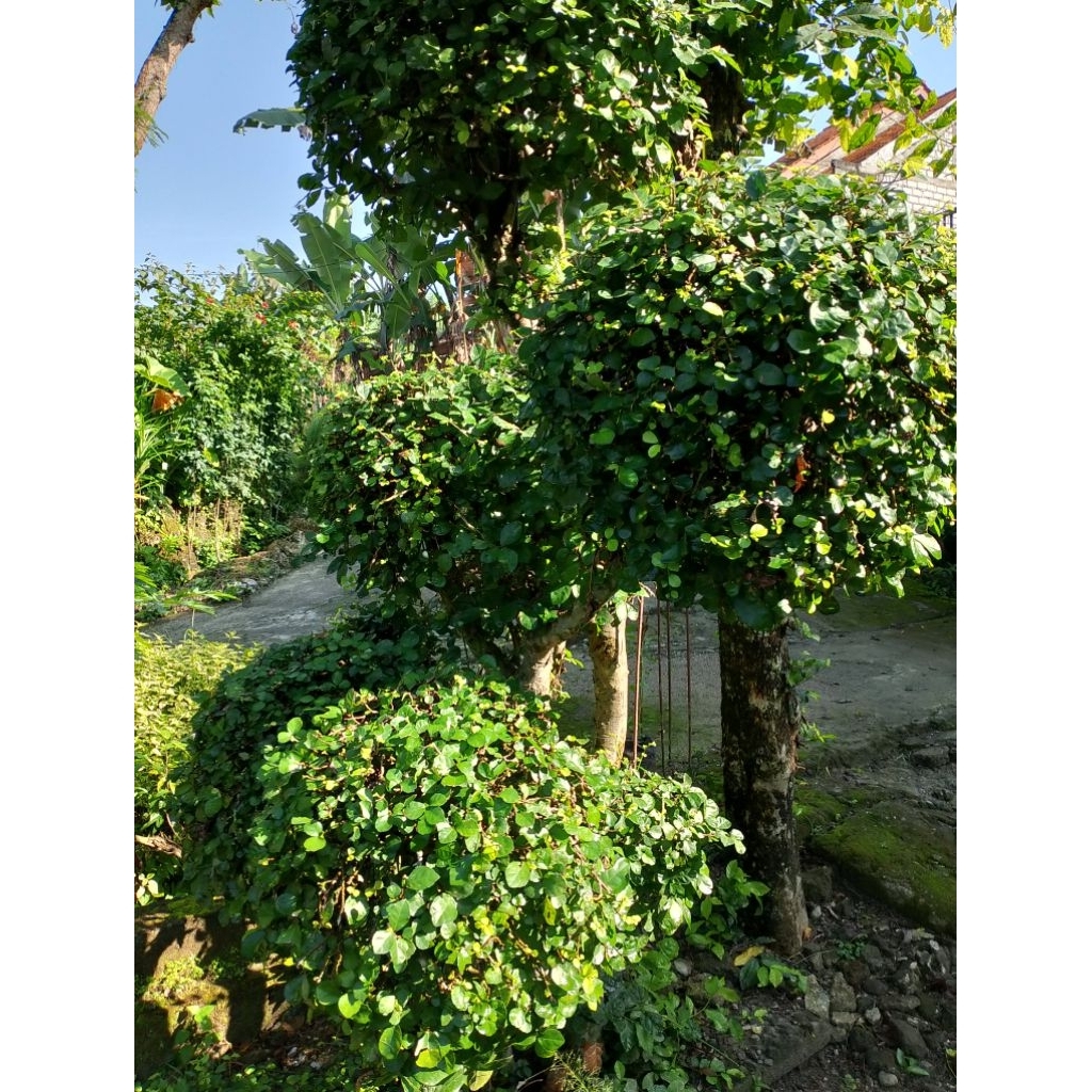 bibit tanaman serut hias atau bonsai