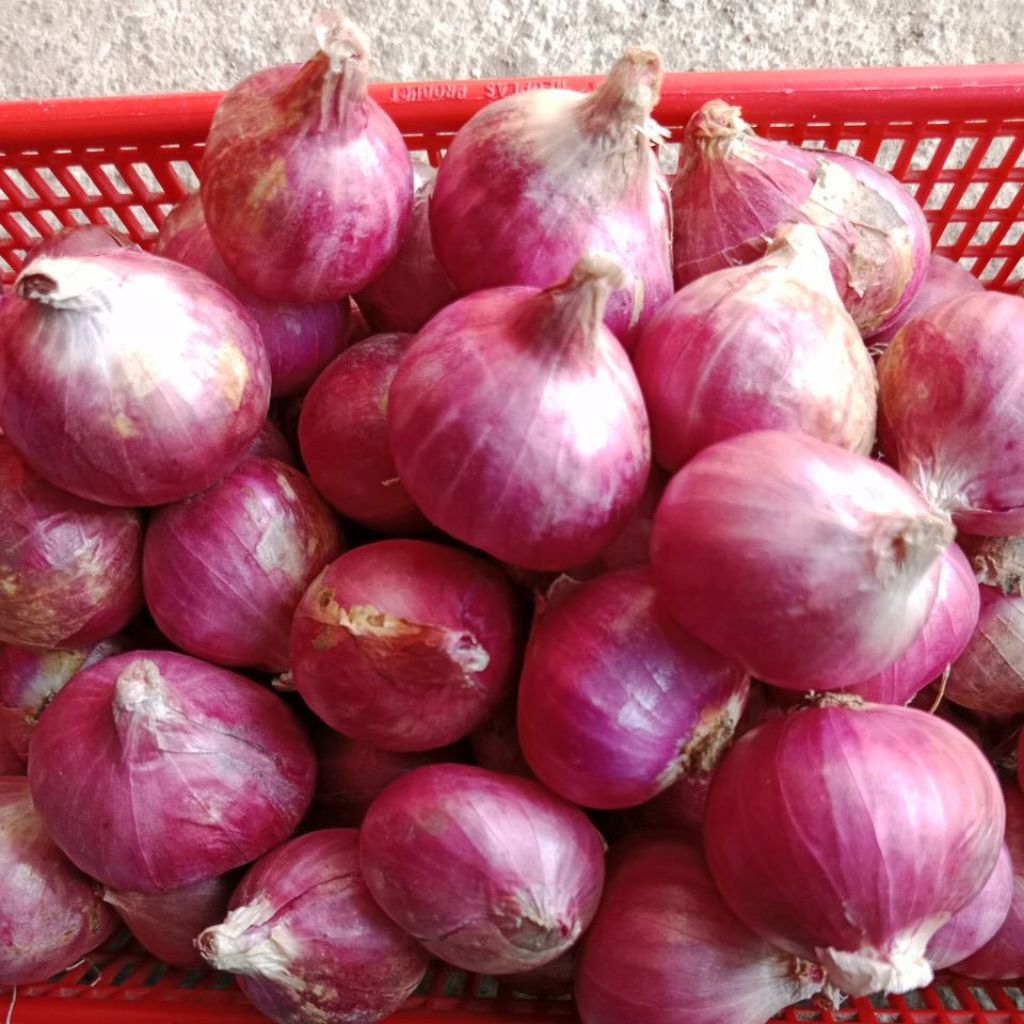 

Bawang Merah Bima Super