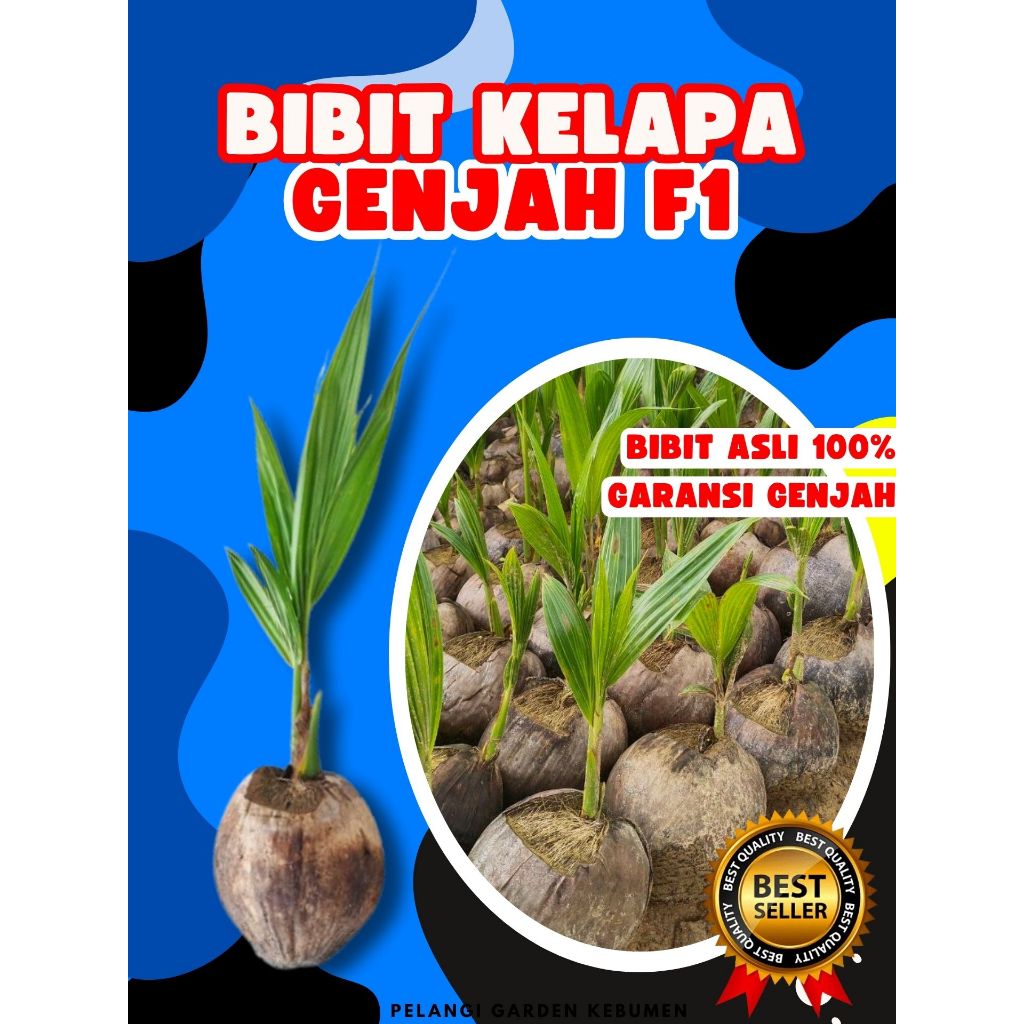 SUDAH DIKUPAS  Bibit Buah Kelapa Genjah Hibrida F1, Bibit Buah Kelapa Genjah Kebumen F1