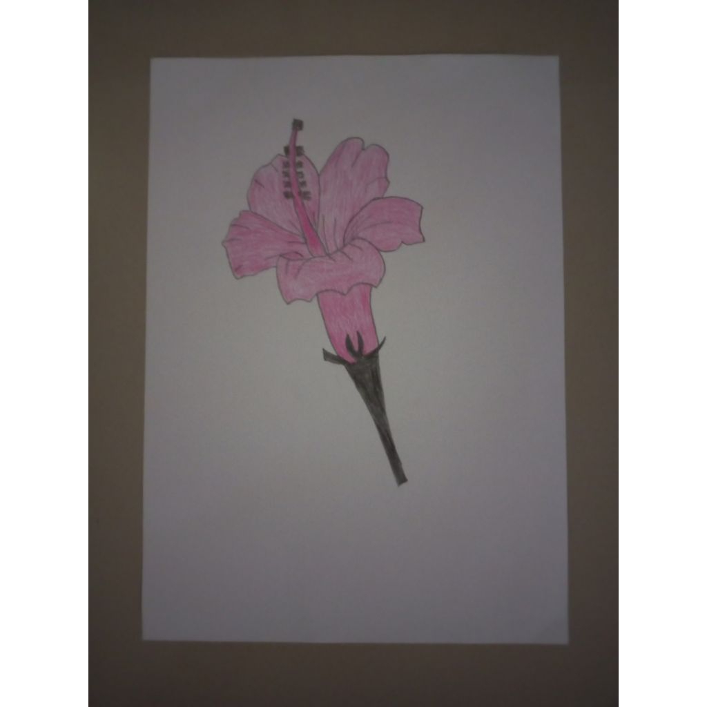 

Tanaman Bunga Kembang Sepatu