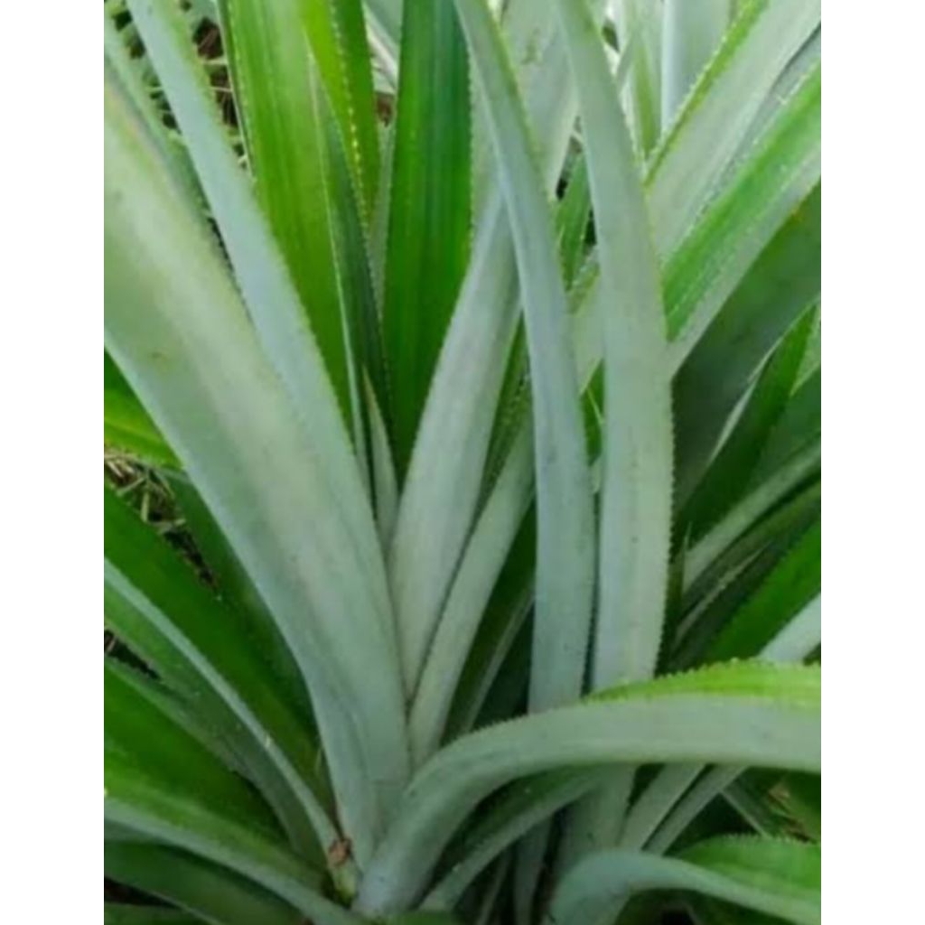 

Jual daun nanas segar organik per 25 helaiy