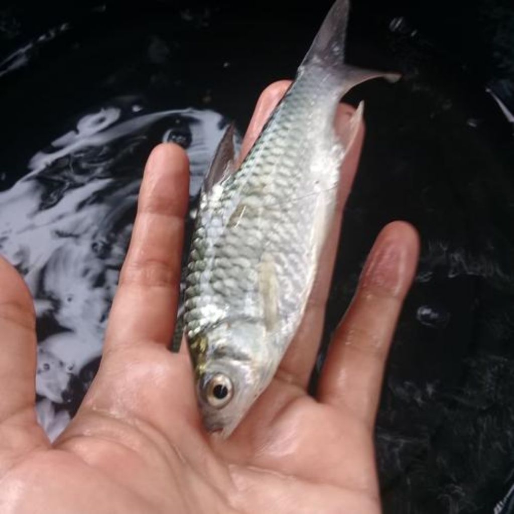 

INSTANT - ikan tawes kecil 250g by pasar tasik online