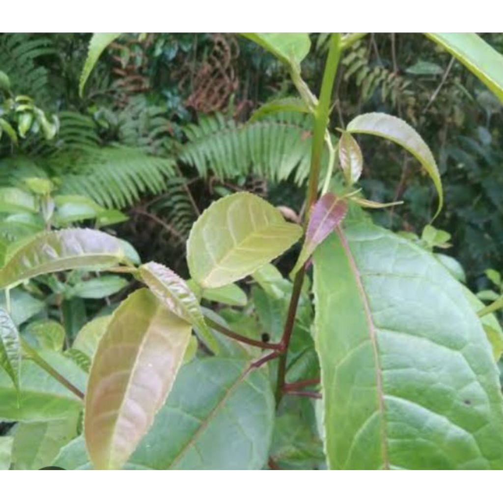 

Pucuk daun kayu rasamala segar organik 250 g