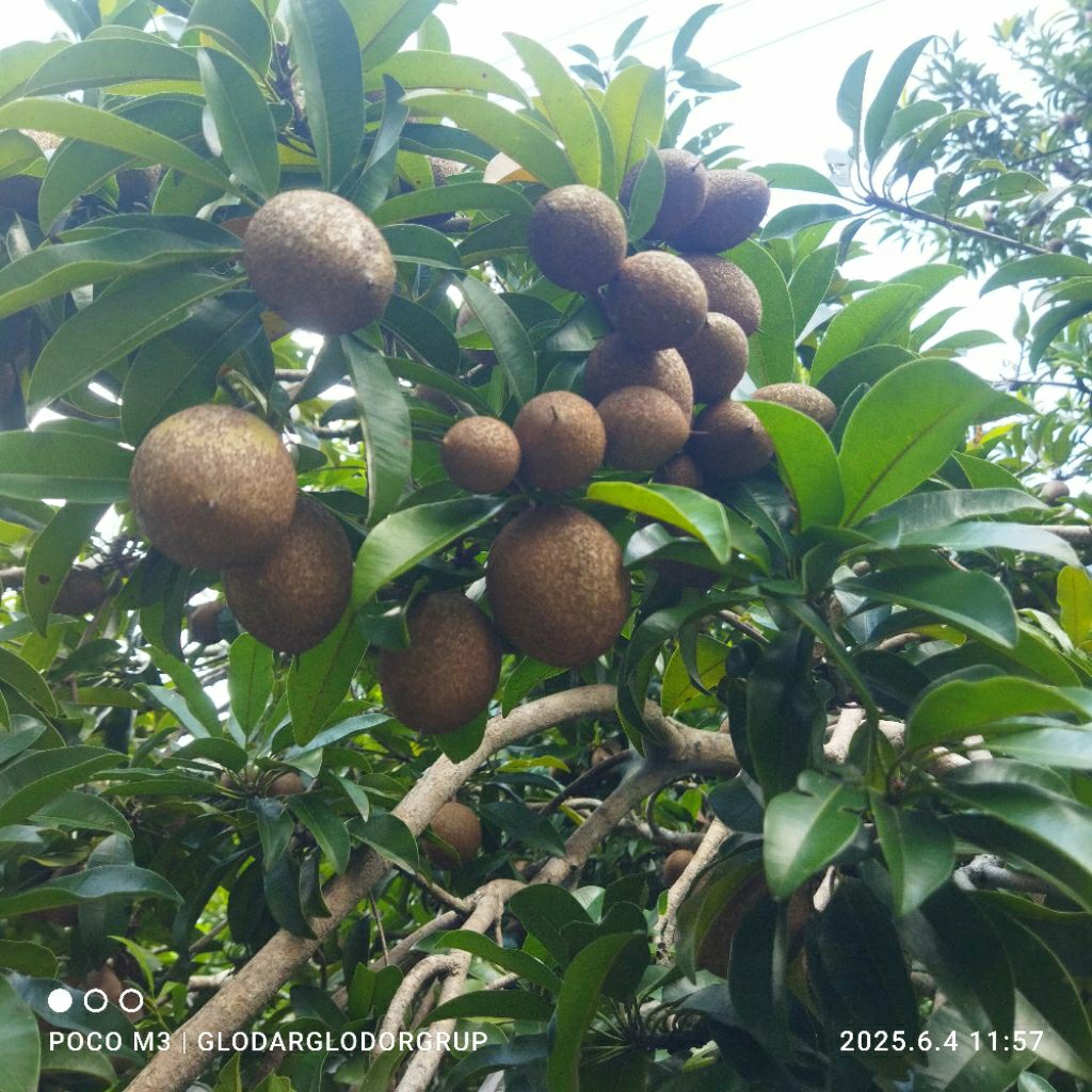 

5 BUAH SAWO MUDA ORGANIK OBAT DIABETES