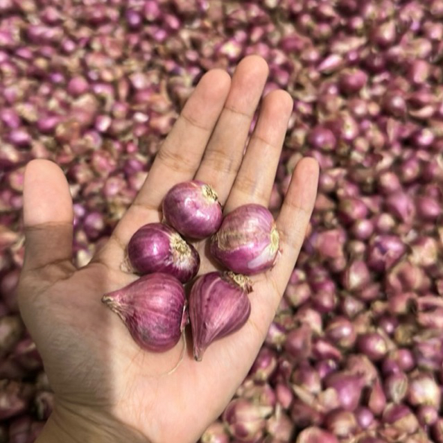 

BAWANG MERAH PROBOLINGGO TANGGUNG BESAR 1KG