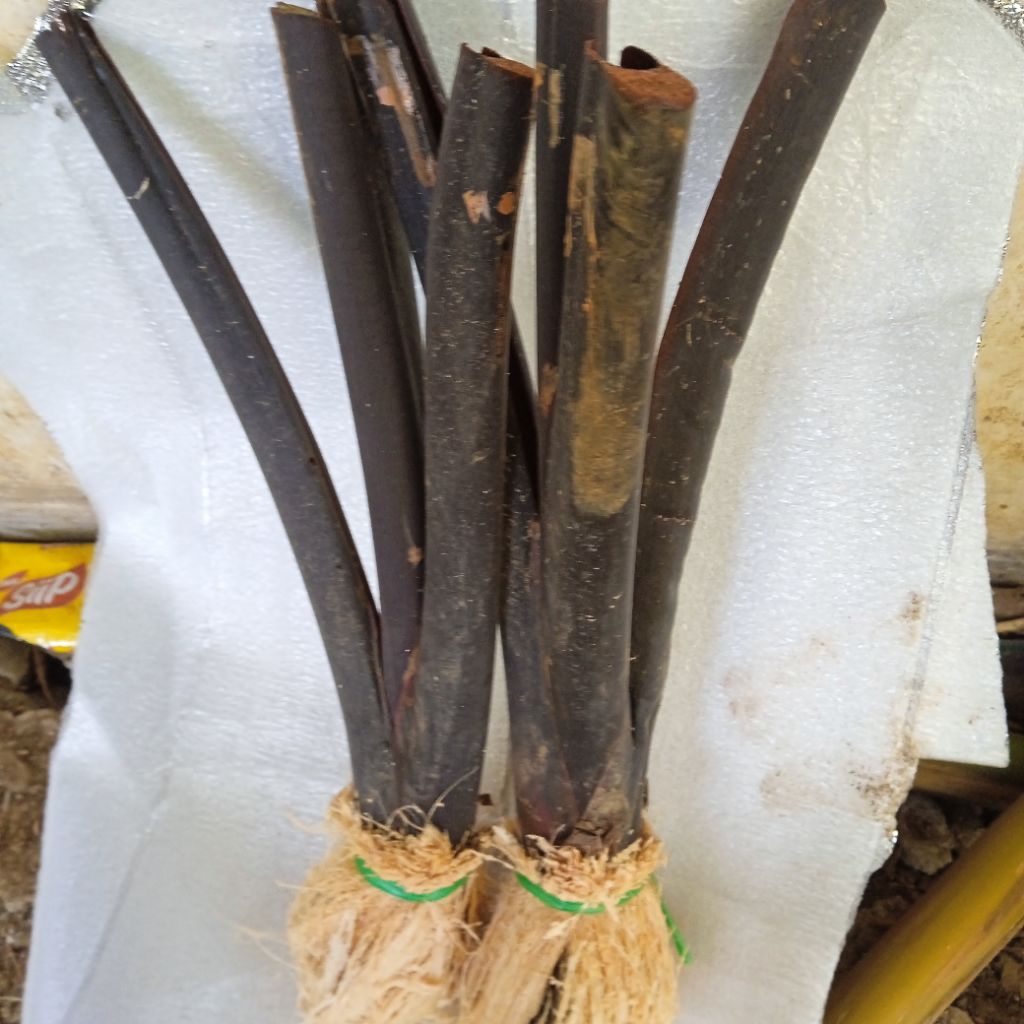 talas hitam lompong wulung si pulen/10 bobit