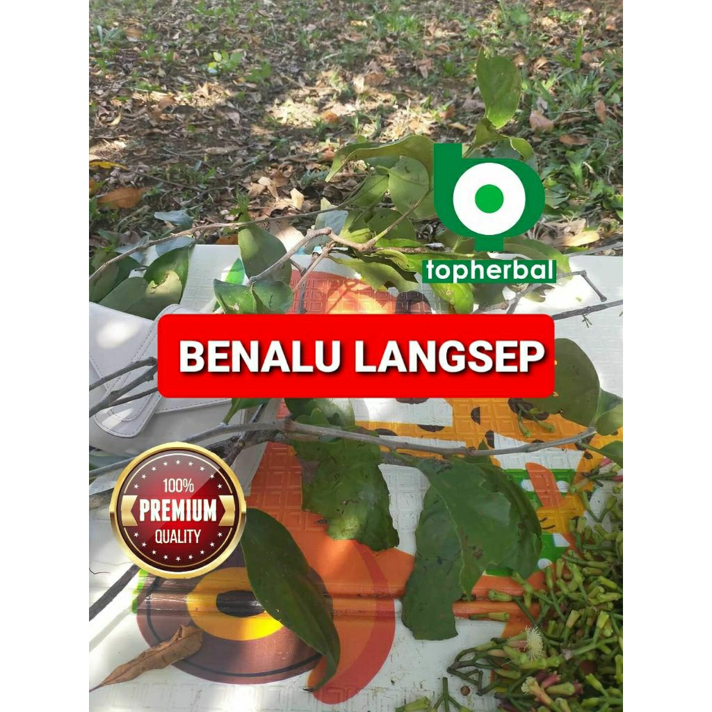 

Daun benalu langsep kering hijau grade A+ 1kg/1000gram