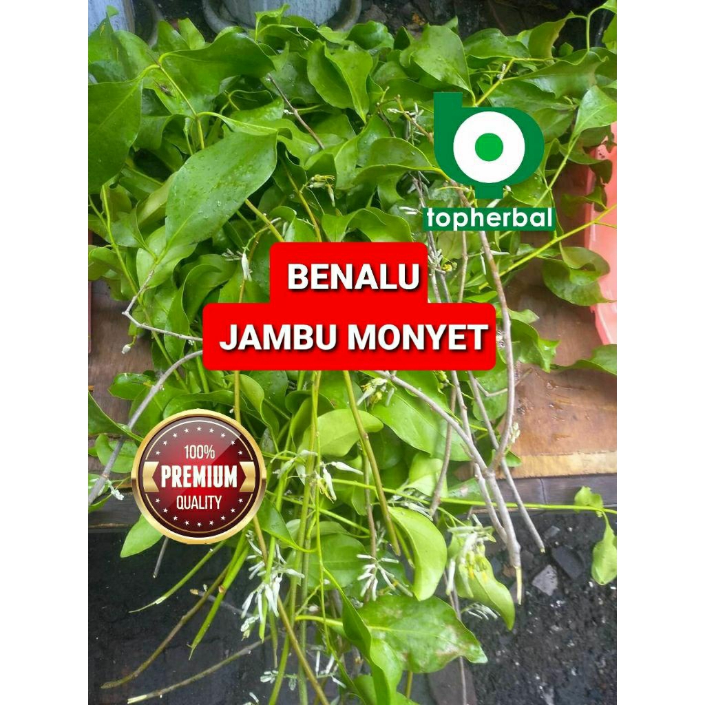 

Daun benalu jambu monyet kering hijau grade A+ 1kg/1000gram