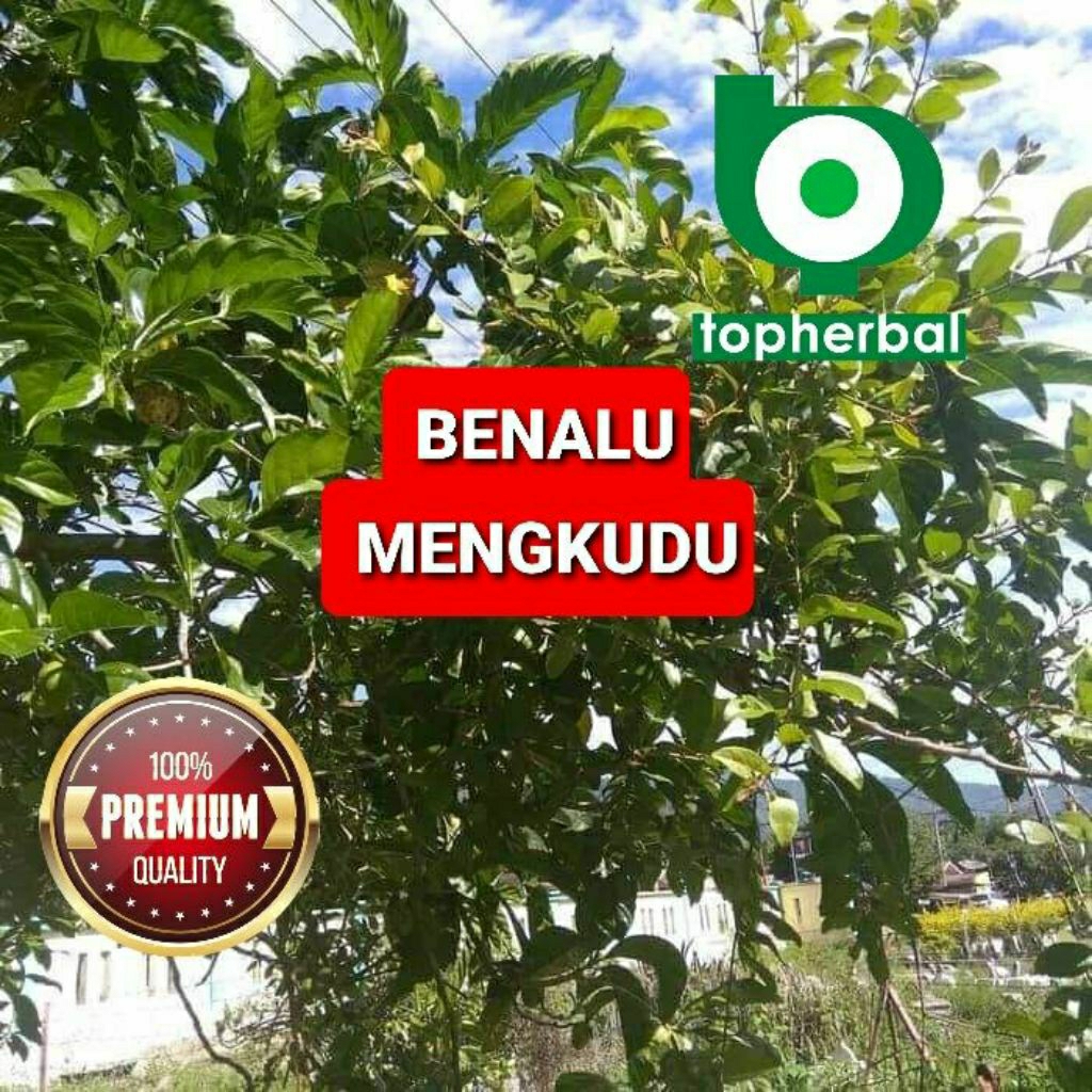 

Daun benalu mengkudu kering hijau grade A+ 1kg/1000gram