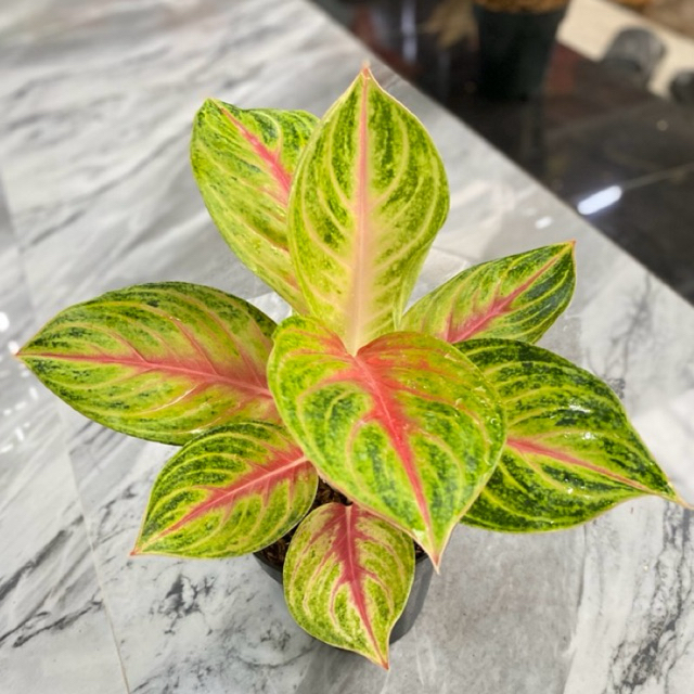 Aglonema andini/Tanaman hias aglonema/Andini