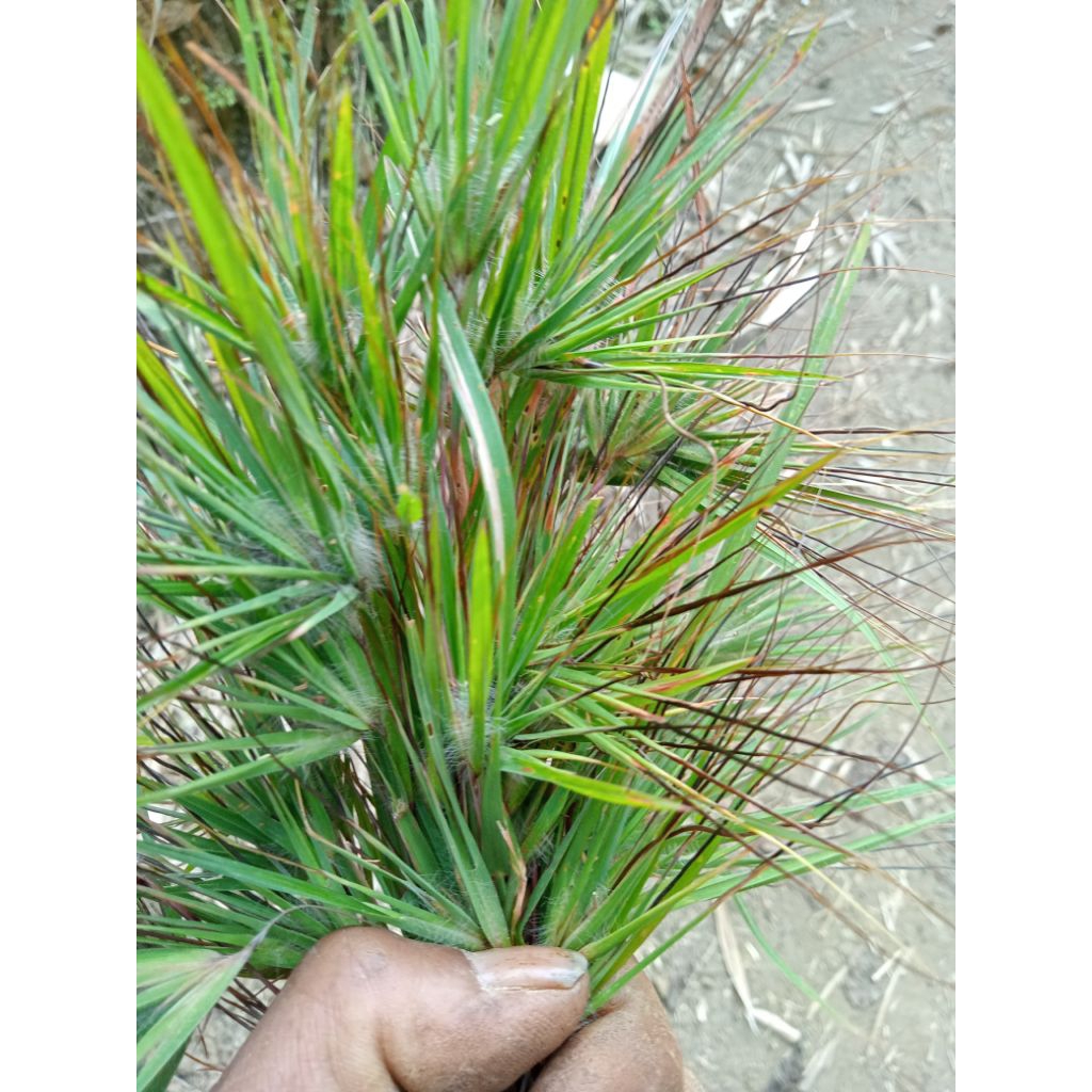 

ramo.kasang atau bulu.perundu.per1kg