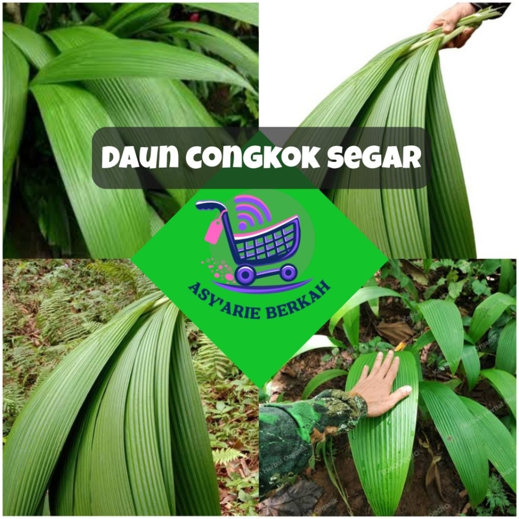 

Daun congkok segar 10 lembar