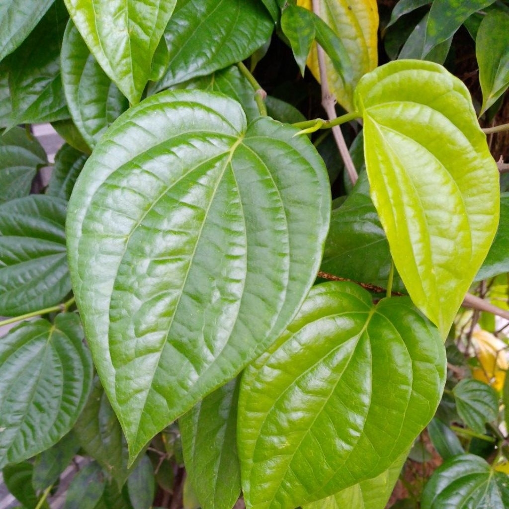 

Daun sirih