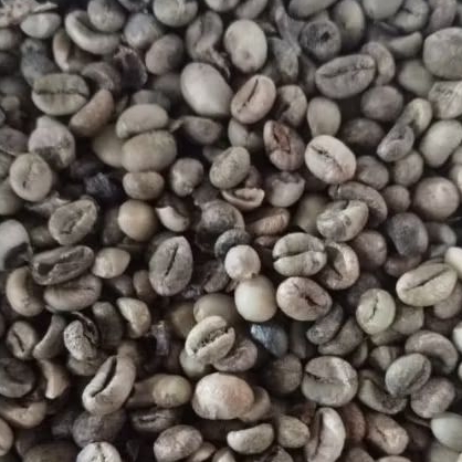 

BIJI KOPI MENTAH ROBUSTA NATURAL TEMANGGUNG GRADE ASALAN