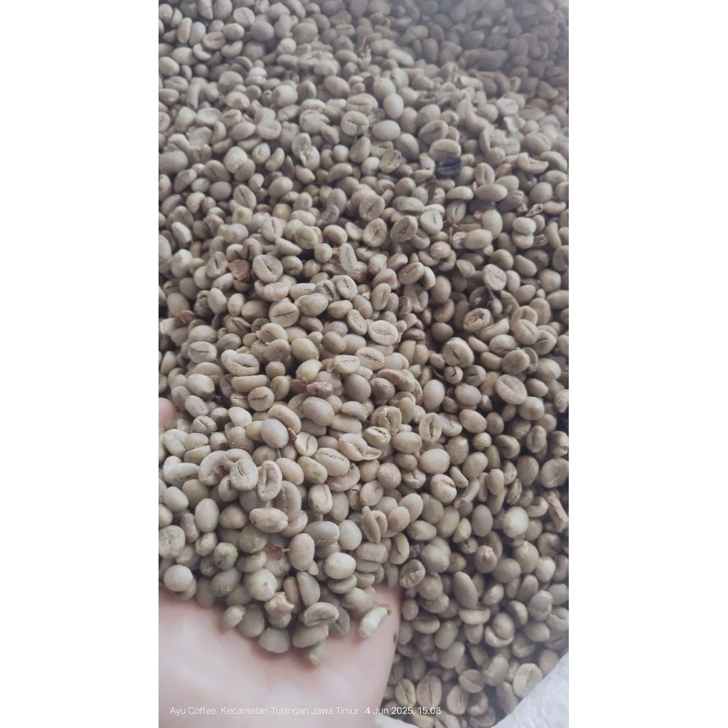 

GREEN BEANS ROBUSTA Gunung kawi 1 kg