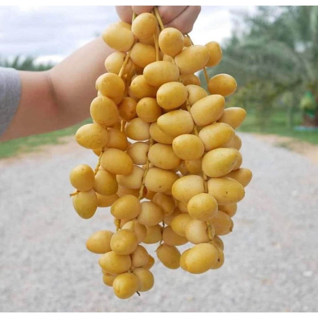 

500gr kurma muda /promil fress no frozen