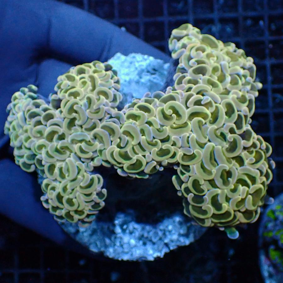 Siwalan coral wysiwyg Aquarium Laut