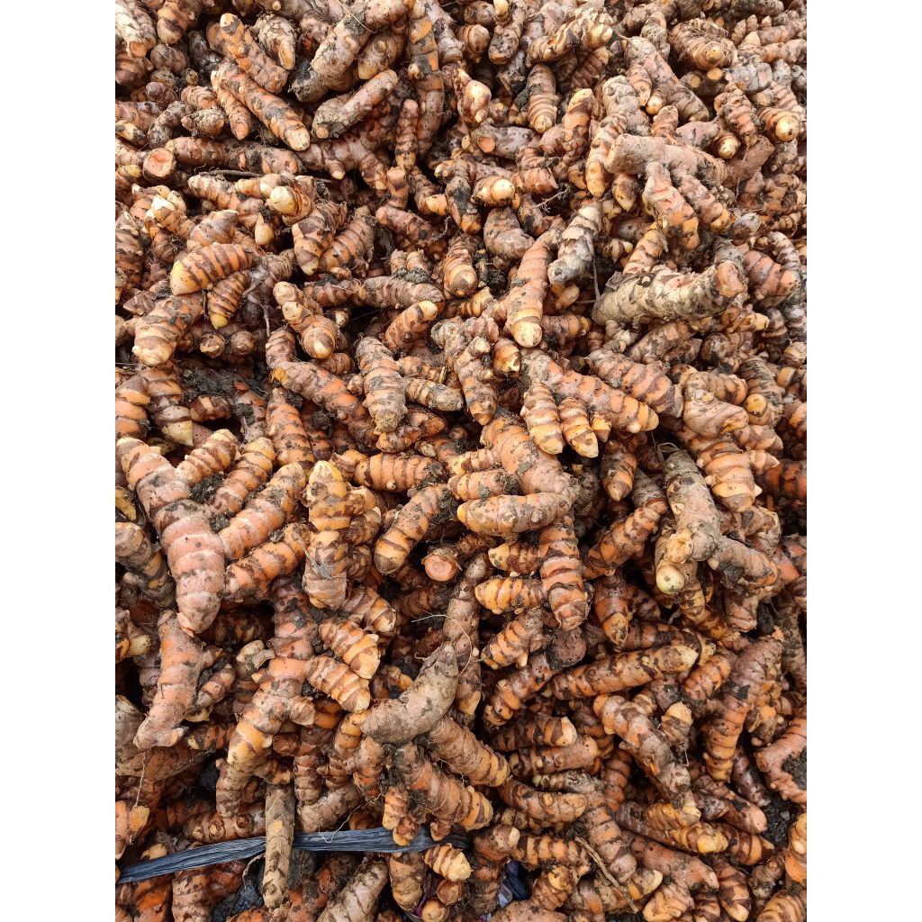 

Kunyit/Kunir SUPER 1kg Fresh -Dijamin Tua