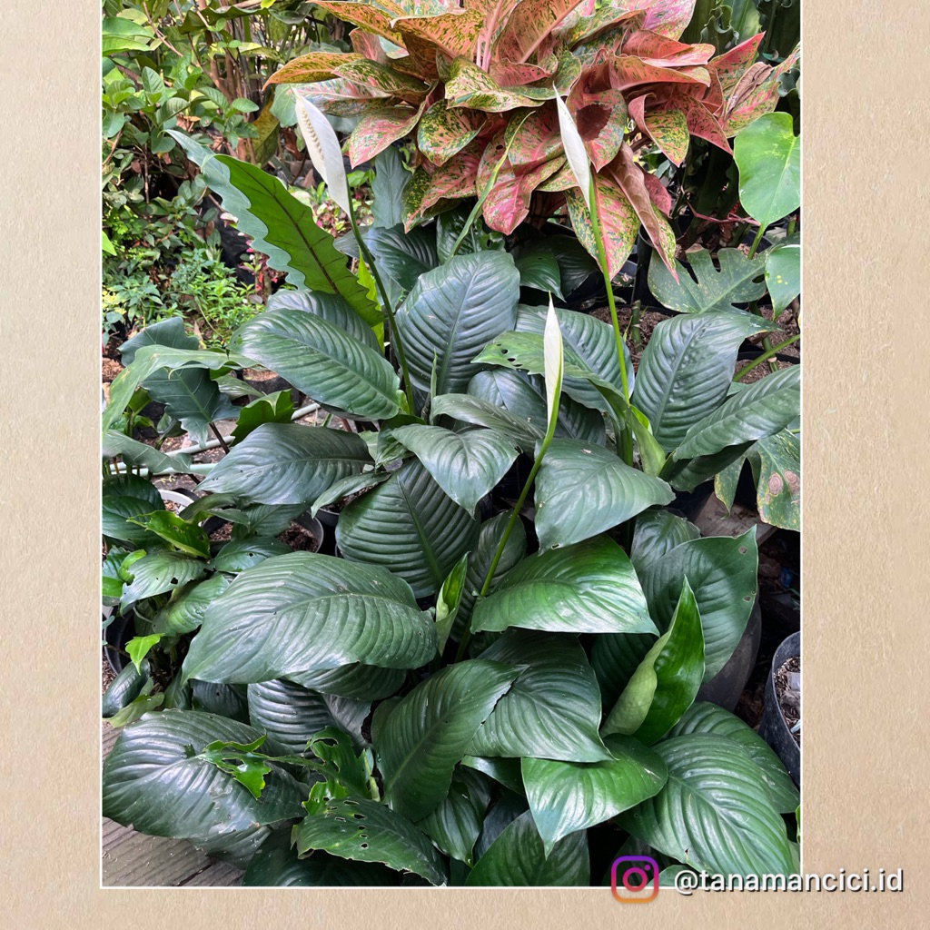 tanaman peace lily bangkok spathufilum