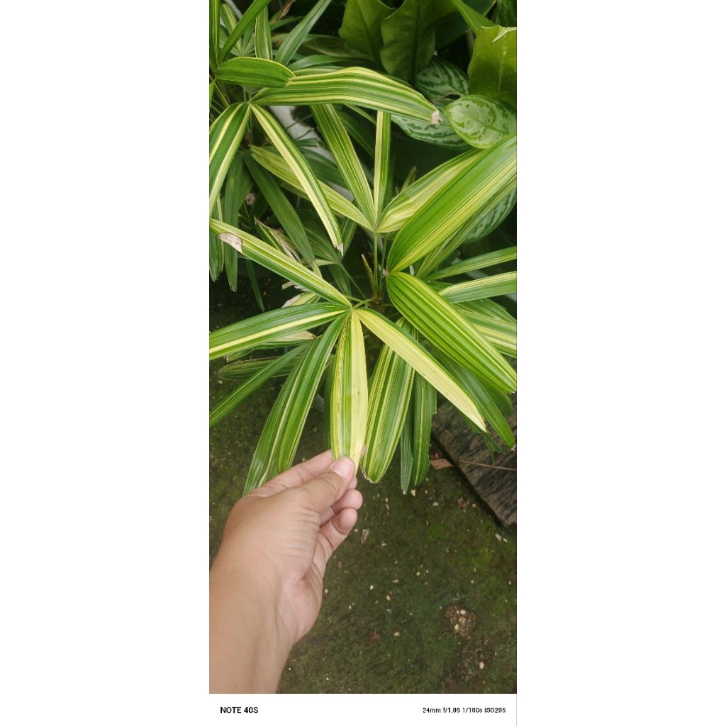 Palem waregu varigata