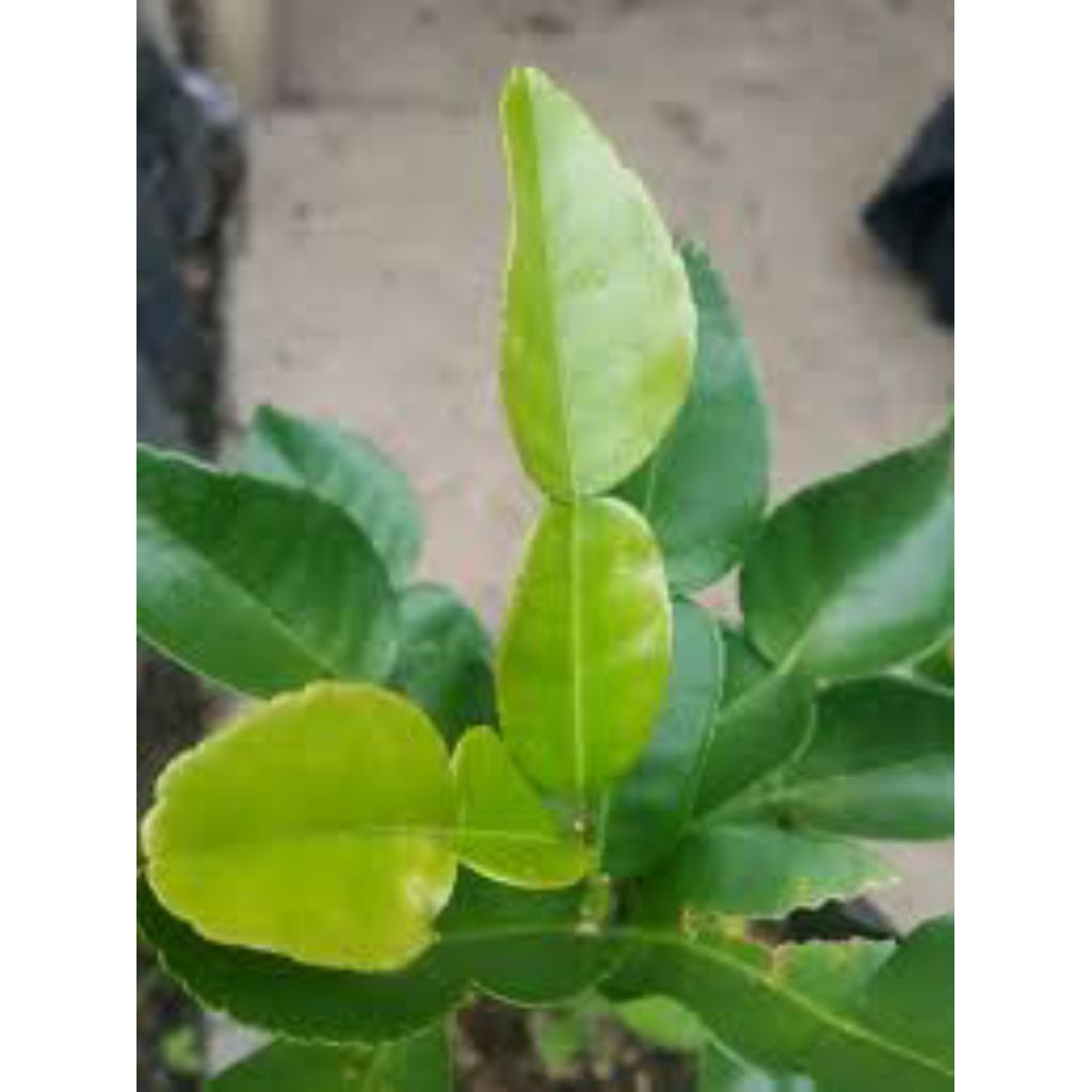

daun jeruk pengharum masakan 100 lembar