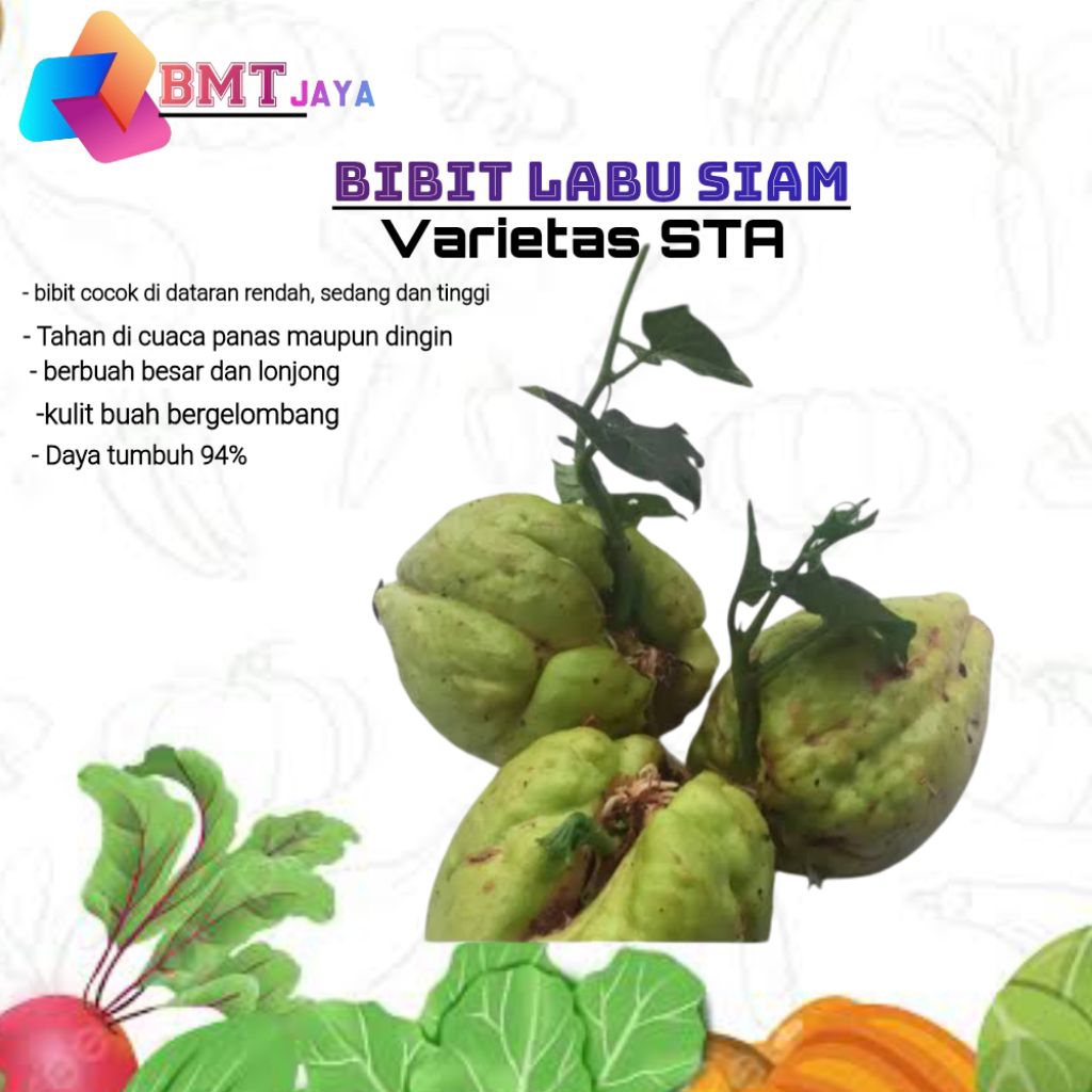 

bibit labu / Benih labu Siam varietas STA