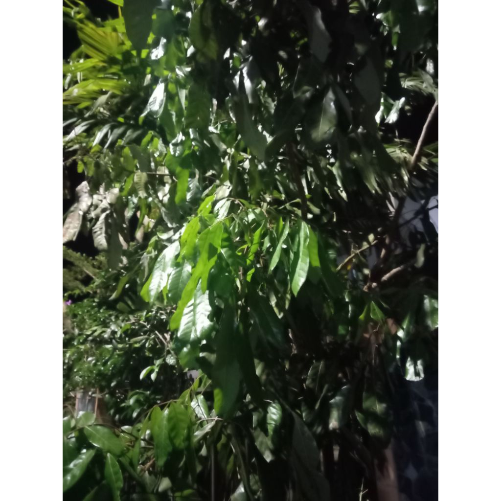 

DAUN LENGKENG 500 GRAM