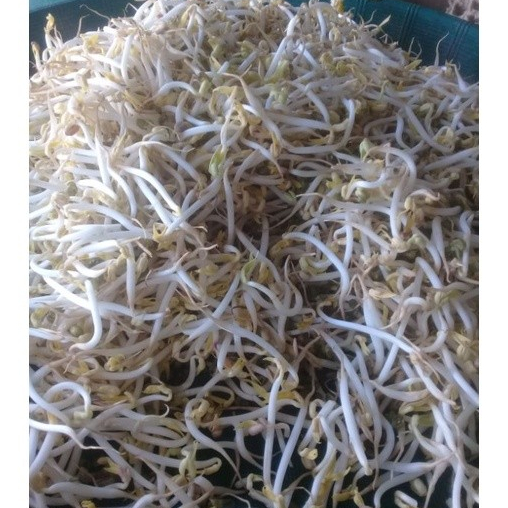 

SAYUR TOGE KILOAN 100 gr