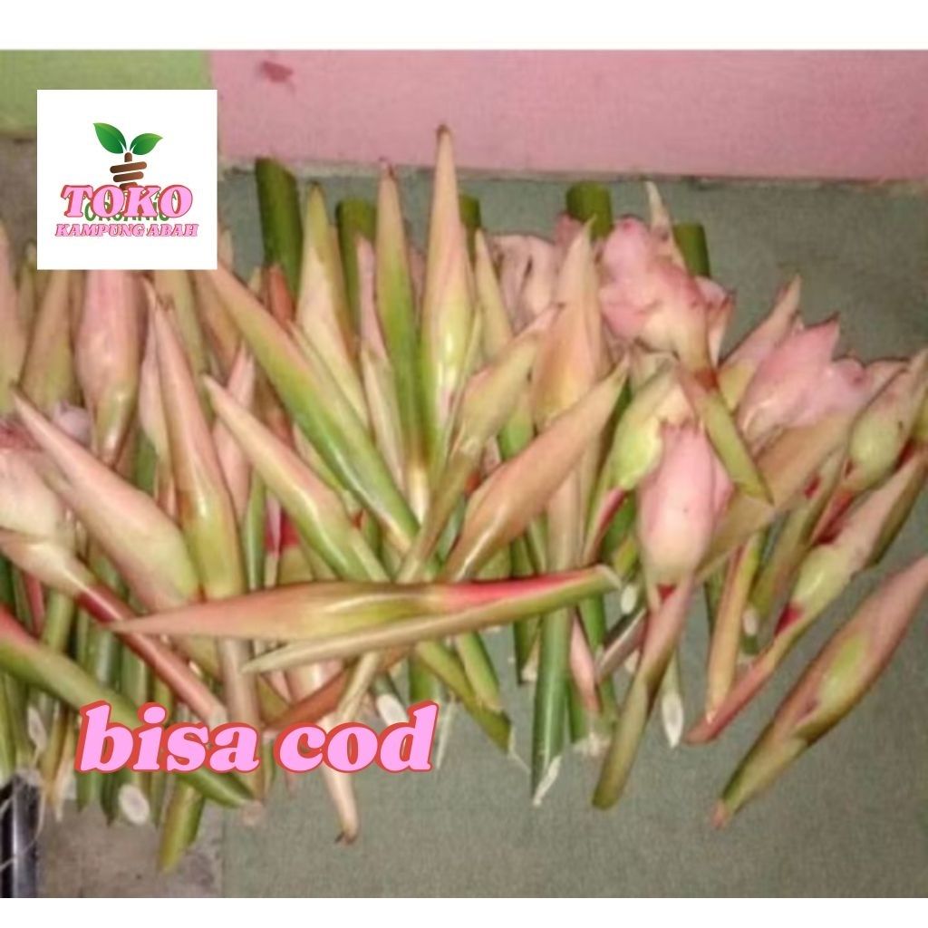 

bunga kecombrang rombeh segar