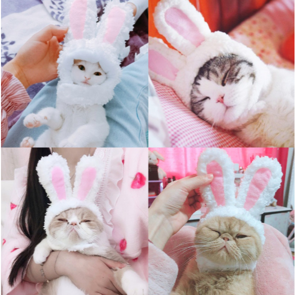 Topi kucing - Topi Kucing dan Anjing Lucu Aksesoris Hewan