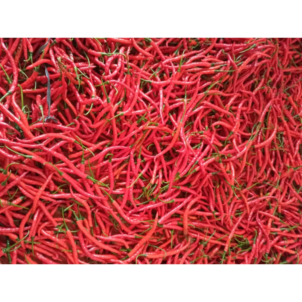 

Cabai merah keriting