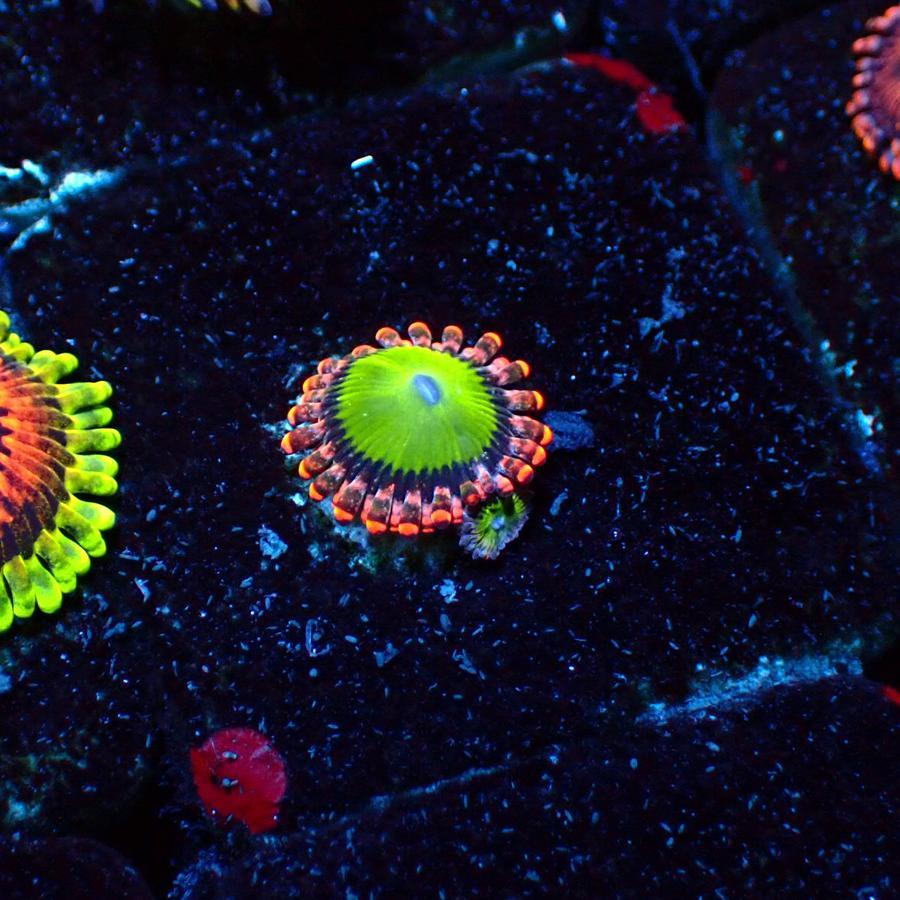 Zoa electric oompa loompa frag Aquarium Laut