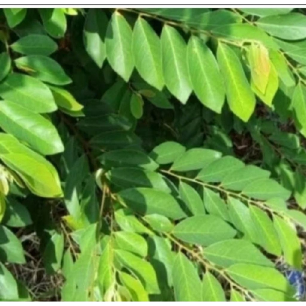 

terbaik daun kanyere/daun kandri herbal khasiat 500 gram