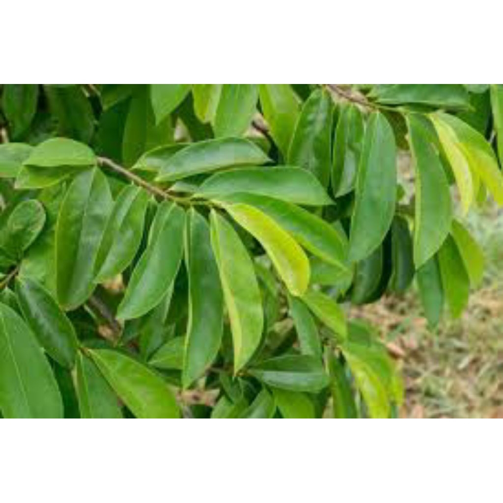 

daun sirsak segar pres 300 lembar asli