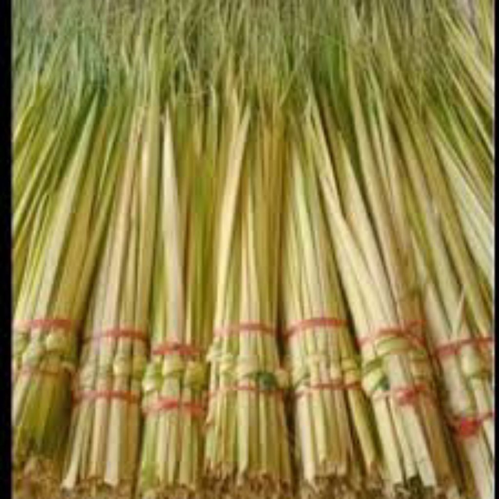 

jual daun kelapa muda segar pres 60pcs