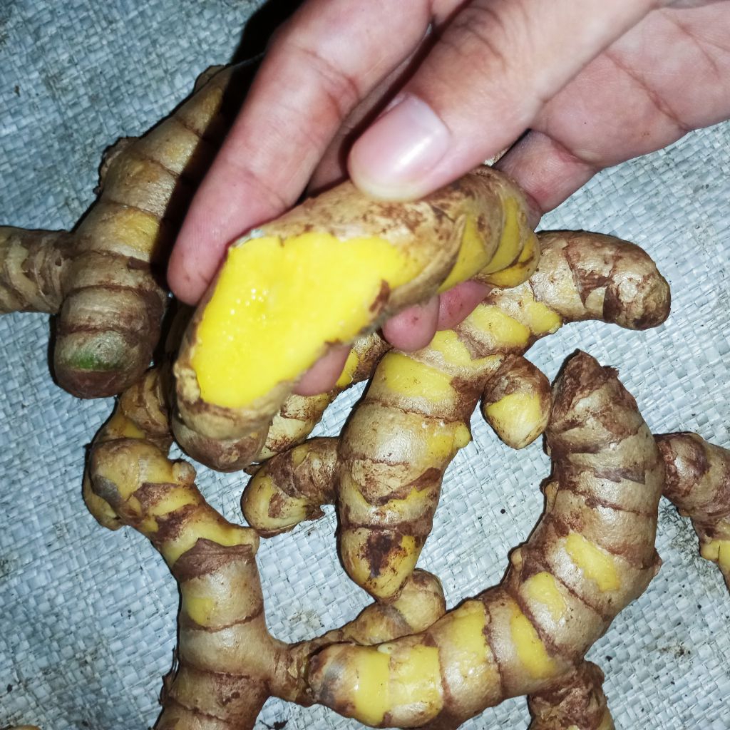 

Temulawak kuning segar - original herbal banyak khasiat