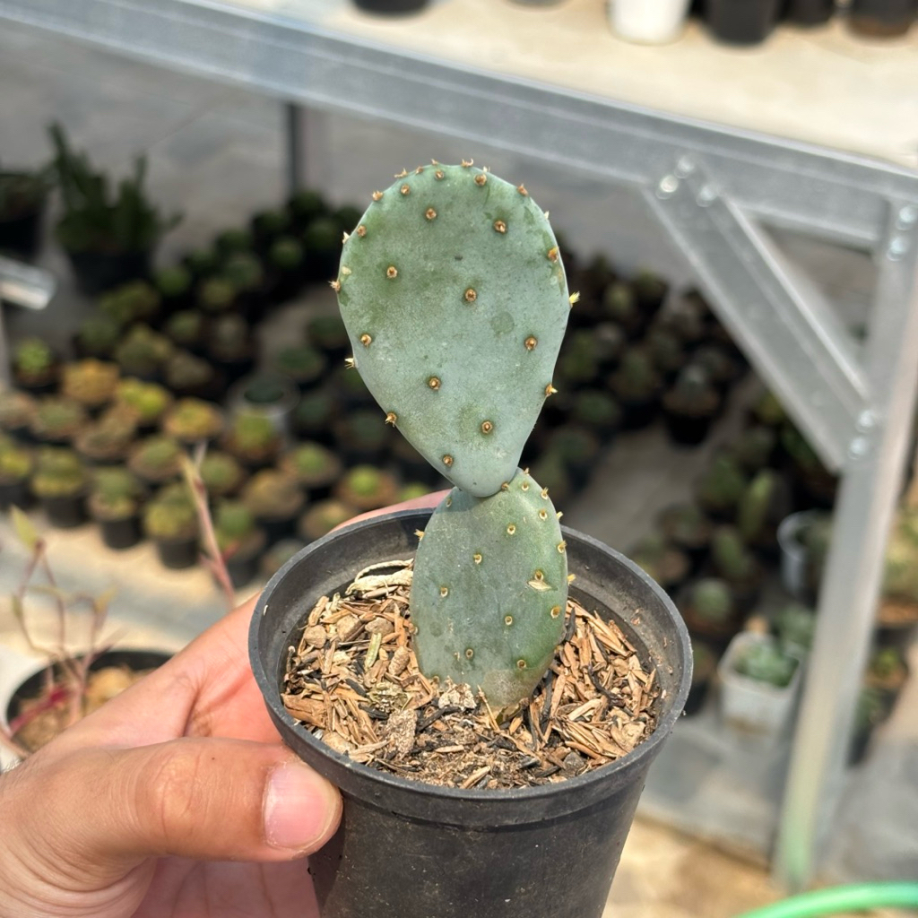 Kaktus Opuntia Blue Robusta
