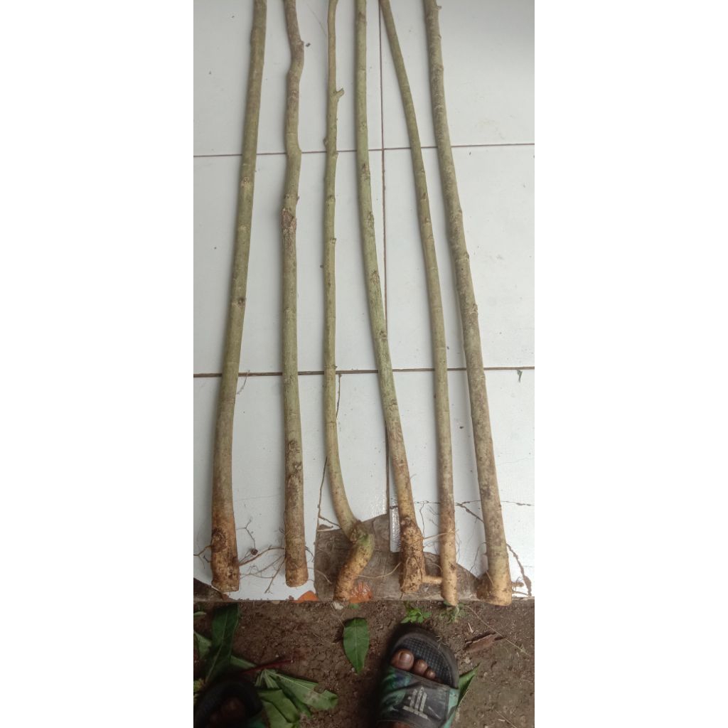 6 bahan bonsai serut batang lurus untuk gruping tinggi maksimal 90cm
