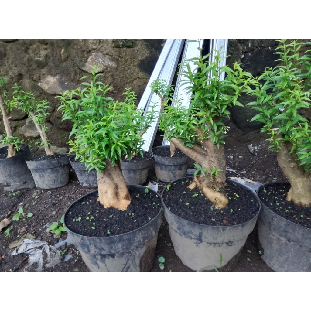 Raflezia Bahan Bonsai Anting Putri Mikro