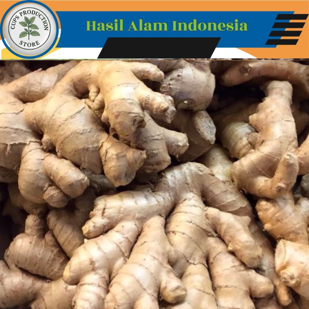 

Lampuyang/Lempuyang Segar 1 Kg Fresh Langsung dari Kebun