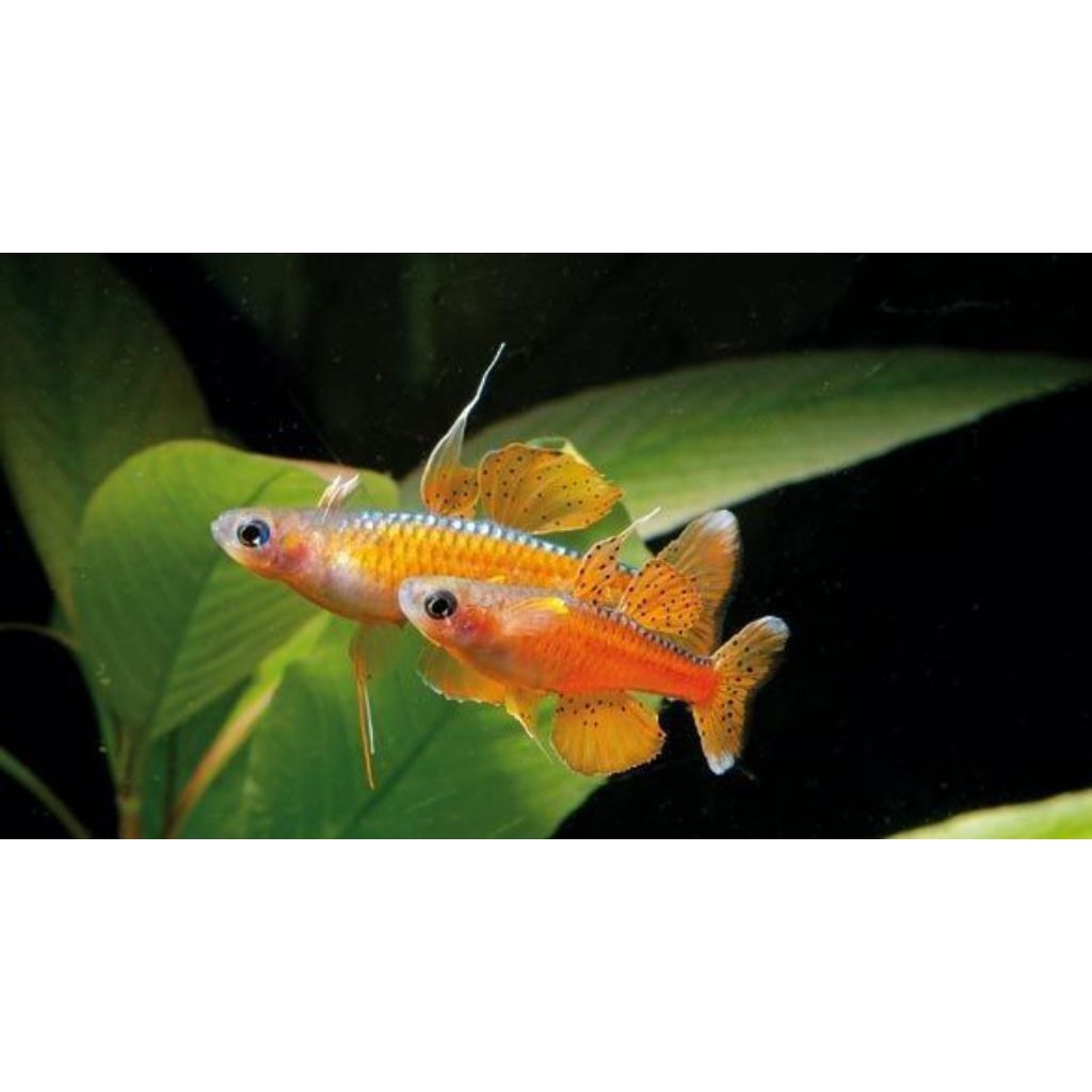 hiasan aquarium pseudomugil paskai paket 10e cocok untuk aqua escape